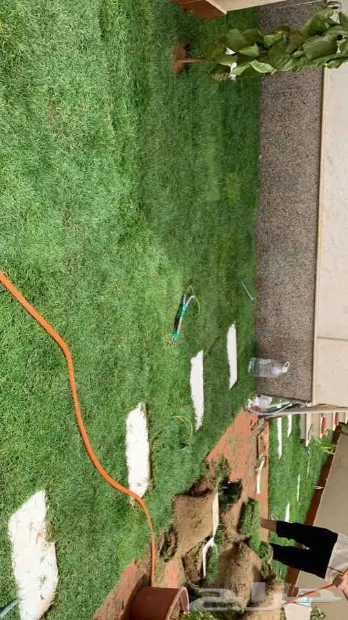 ثيل انجيله عشب اخضر طبيعي 25