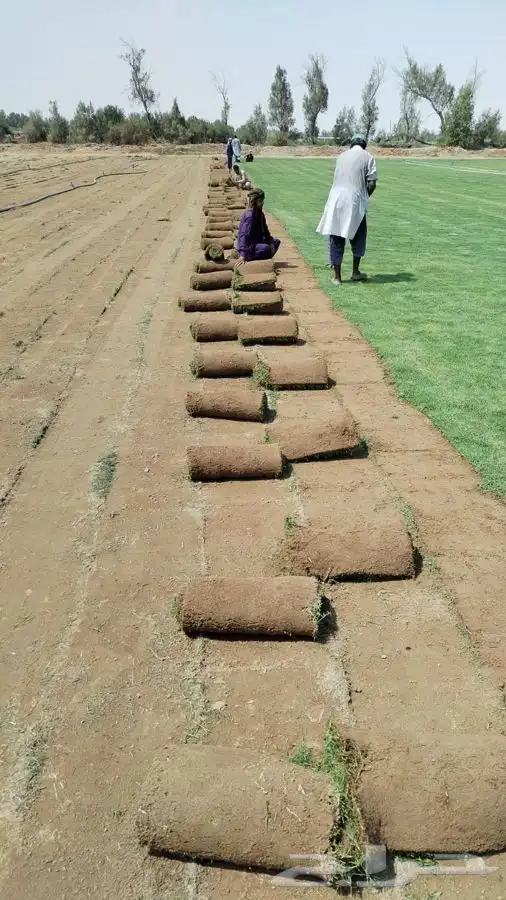 ثيل انجيله عشب اخضر طبيعي 0