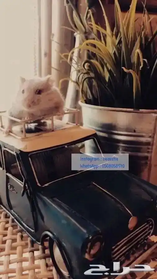 هامستر متوفر تمارا 2