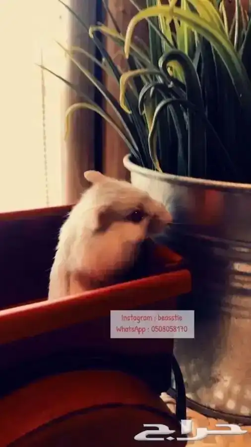 هامستر متوفر تمارا 1