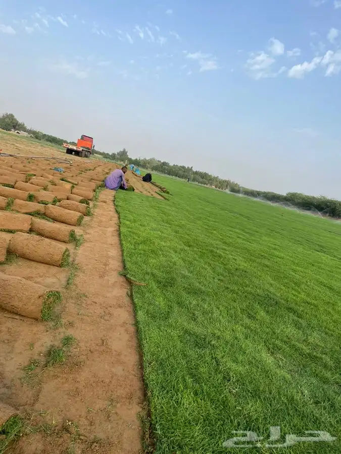 ثيل انجيله عشب اخضر طبيعي 8