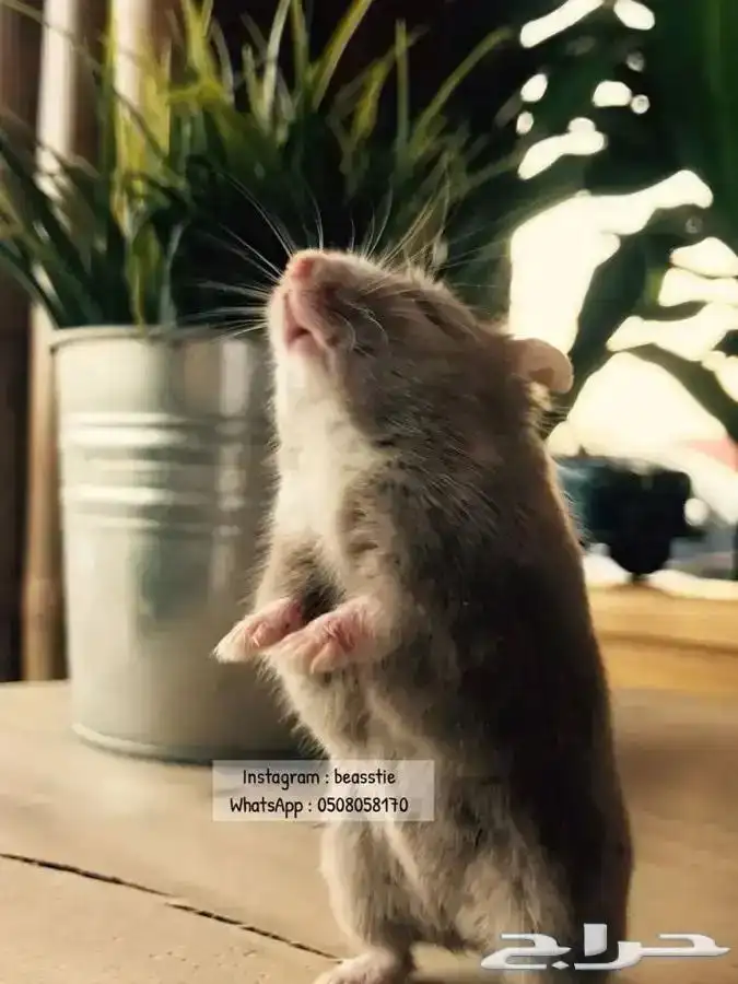 هامستر متوفر تمارا 0