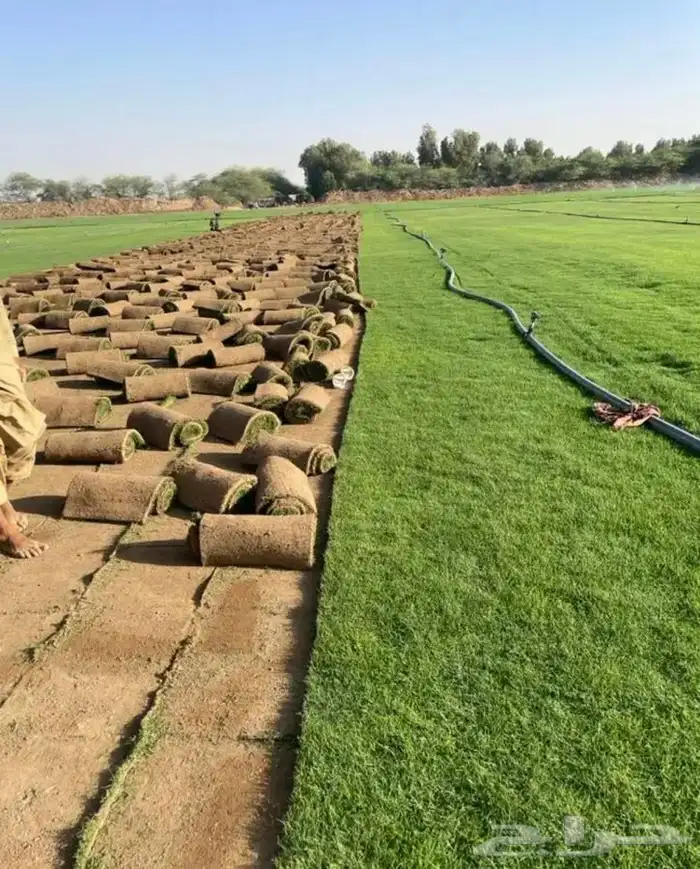 ثيل انجيله عشب اخضر طبيعي 5