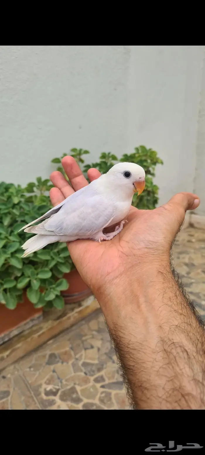 فرخ روز بلد اوبلاين فاخر اليف وهدد 2