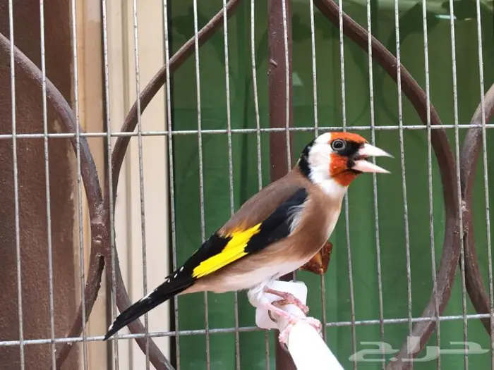 ذكر حسون تربايه كبيس كناري . تم البيع 0