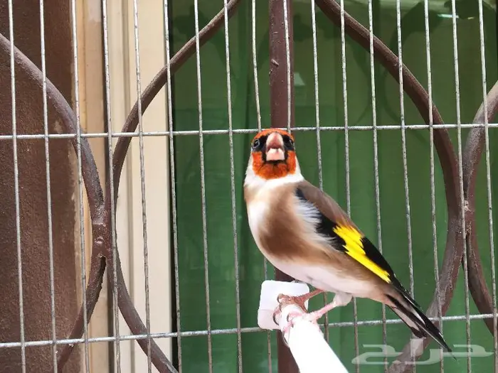 ذكر حسون تربايه كبيس كناري . تم البيع 1