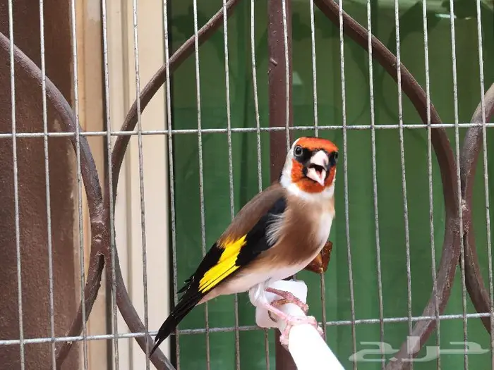 ذكر حسون تربايه كبيس كناري . تم البيع 2