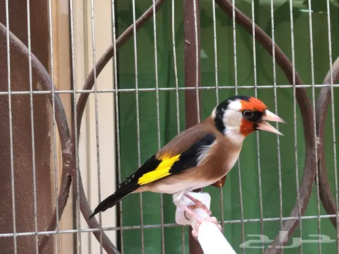 ذكر حسون تربايه كبيس كناري . تم البيع 3