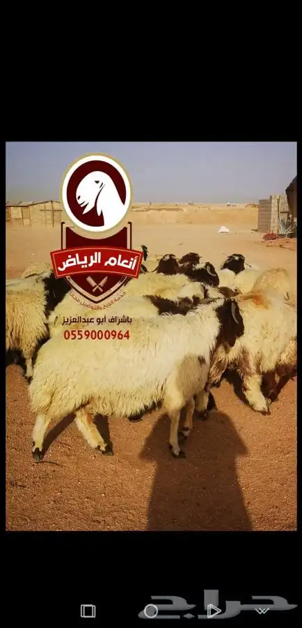 ذبايح فاخره وجبره (ذبح تغليف توصيل مجانا ) 5