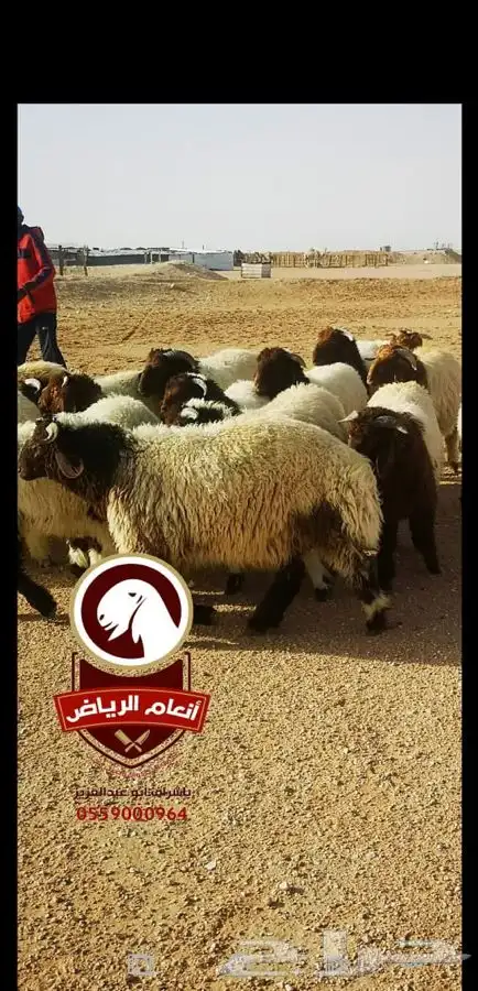 ذبايح فاخره وجبره (ذبح تغليف توصيل مجانا ) 8