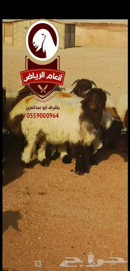ذبايح فاخره وجبره (ذبح تغليف توصيل مجانا ) 4