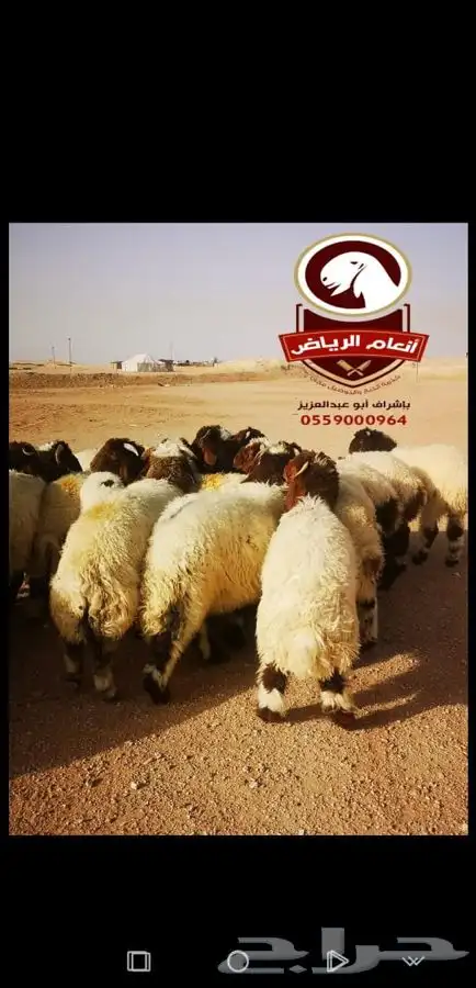 ذبايح فاخره وجبره (ذبح تغليف توصيل مجانا ) 3