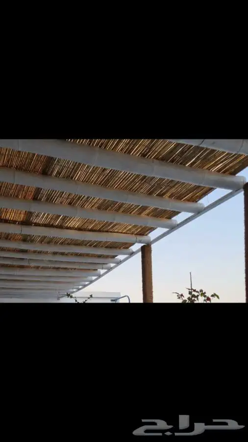 خيزران حسير-بامبو قصب 3