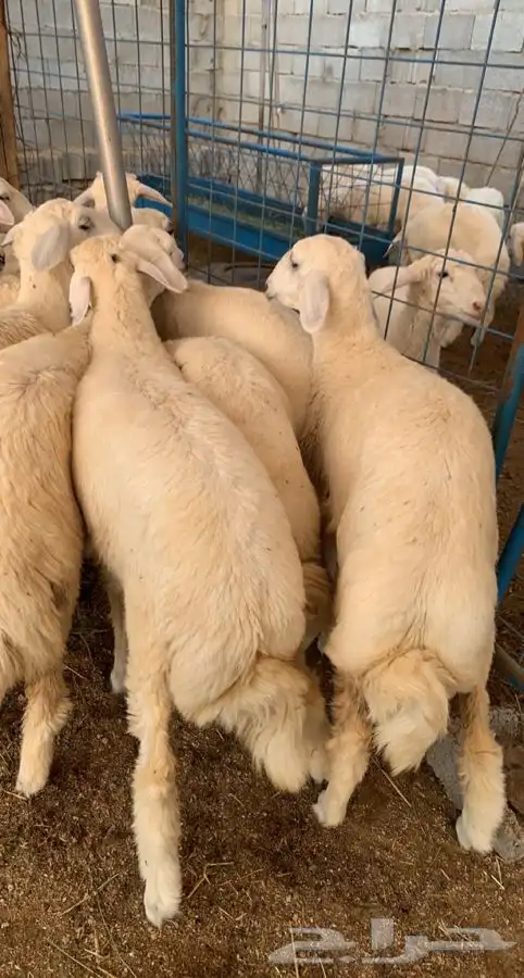 ذبائح الطائف ذبيحه تمايم طليان حريه رخل سلخ وتوصيل 1