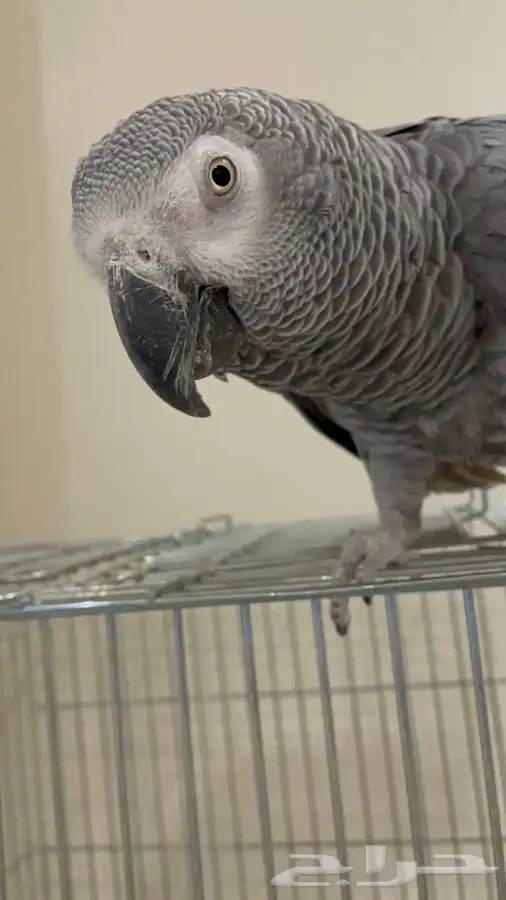 ببغاء كاسكو اليف حمامه هدد(تم البيع) 1