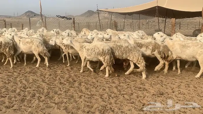 غنم حرش 87 دفيع صنف 0