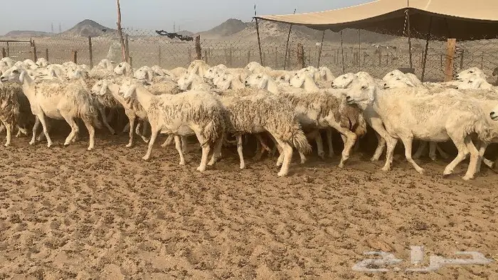 غنم حرش 87 دفيع صنف 2