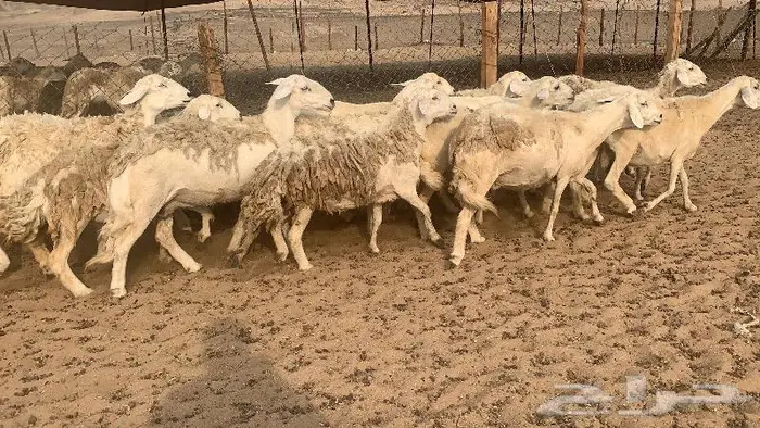 غنم حرش 87 دفيع صنف 3