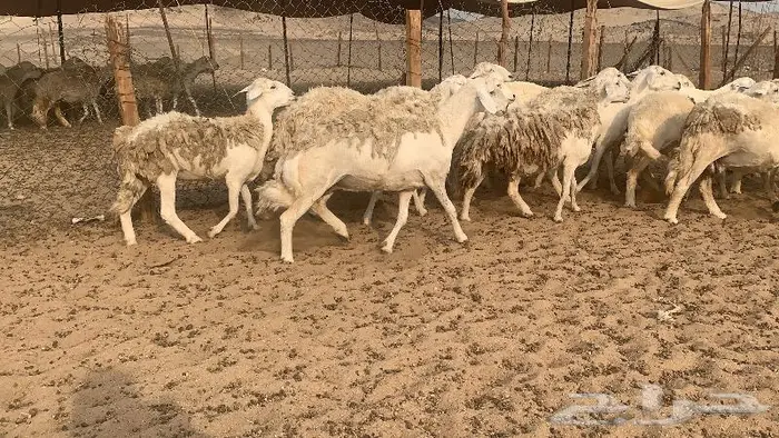 غنم حرش 87 دفيع صنف 4