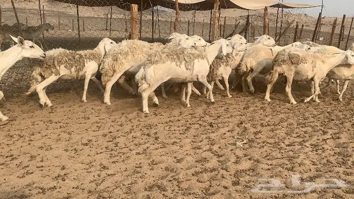 غنم حرش 87 دفيع صنف 5