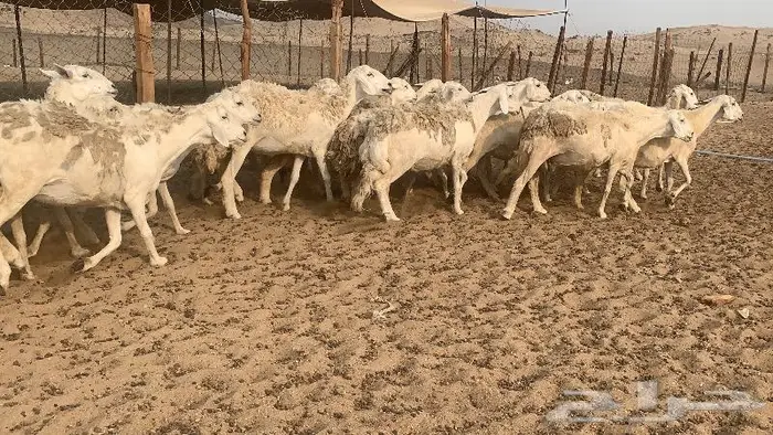 غنم حرش 87 دفيع صنف 6