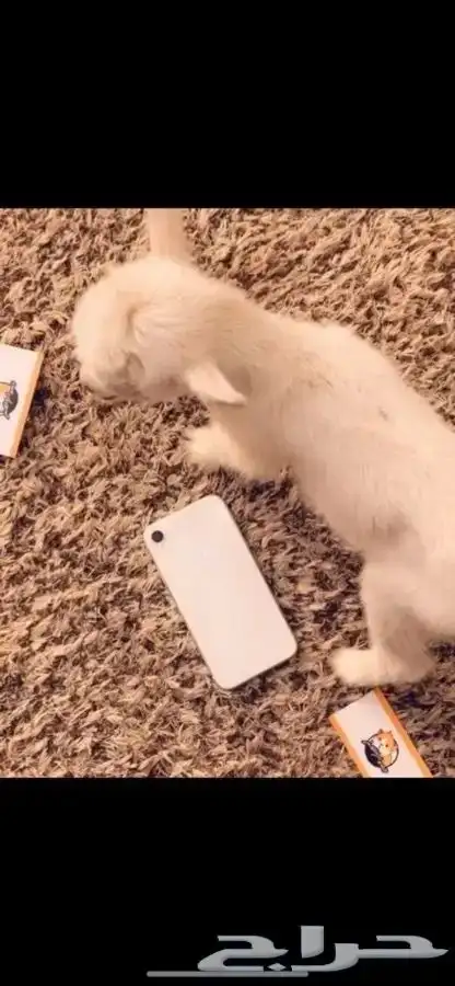 الماعز القزم متوفر تمارا 1