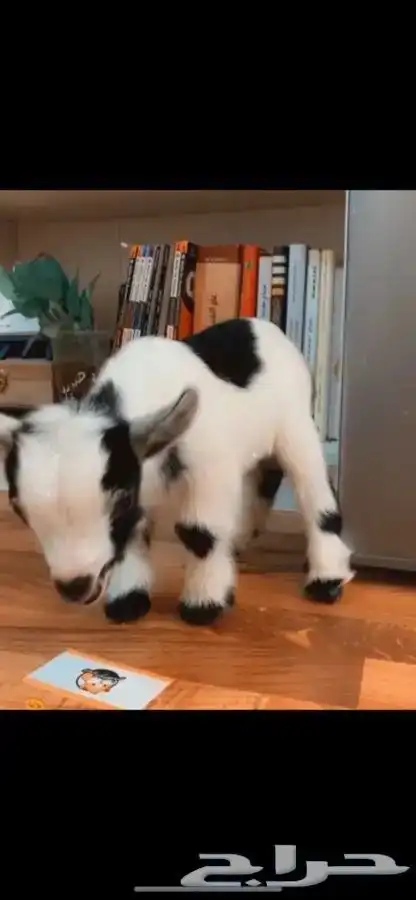 الماعز القزم متوفر تمارا 0