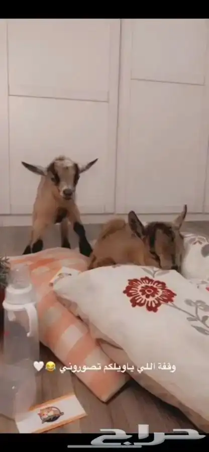 الماعز القزم متوفر تمارا 2