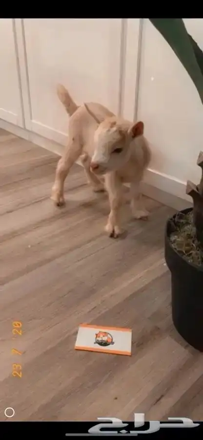 الماعز القزم متوفر تمارا 3