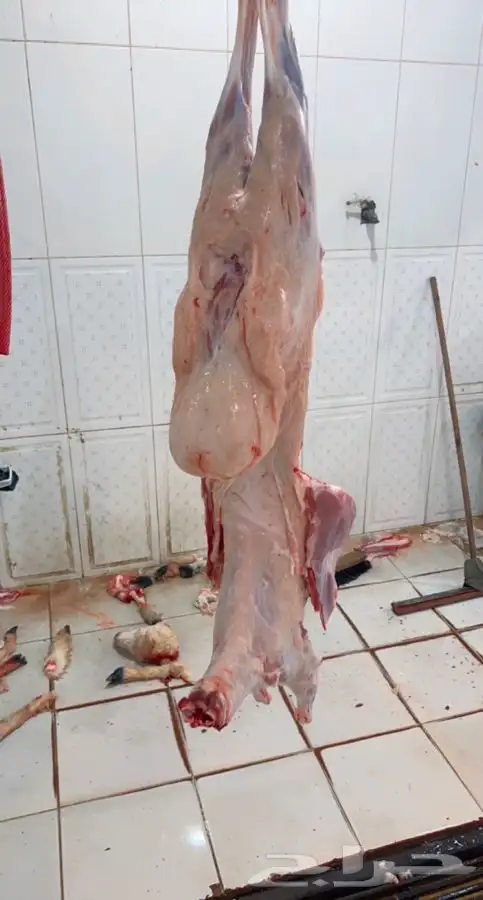 ذبايح حرية وتيوس وسواكني بلدي لحد بيتك وانت مرتاح 0