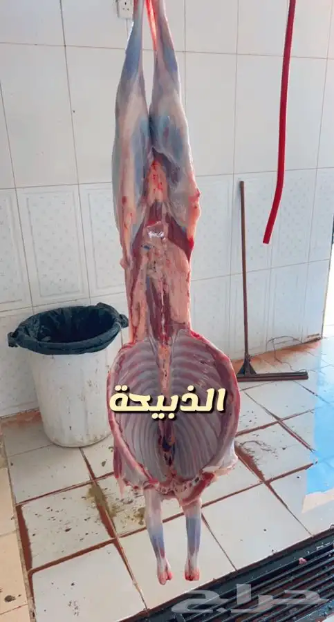 ذبايح حرية وتيوس وسواكني بلدي لحد بيتك وانت مرتاح 4