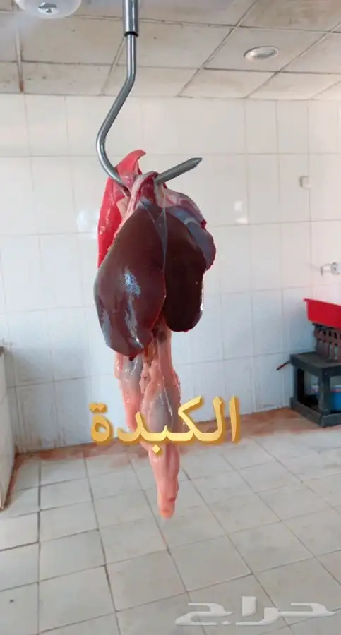 ذبايح حرية وتيوس وسواكني بلدي لحد بيتك وانت مرتاح 3