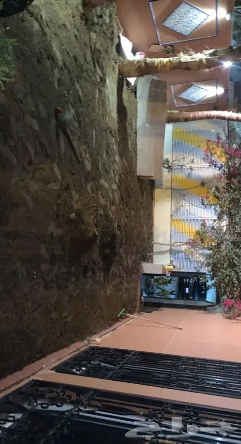 نجيله ثيل طبيعي سي 2000 -   مضمون مياه ابار 17