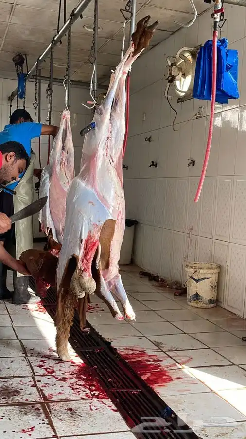 ذبايح حرية وتيوس وسواكني بلدي لحد بيتك وانت مرتاح 24