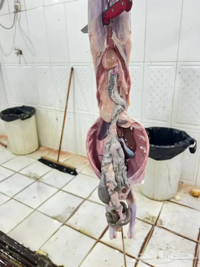 ذبايح حرية وتيوس وسواكني بلدي لحد بيتك وانت مرتاح 2