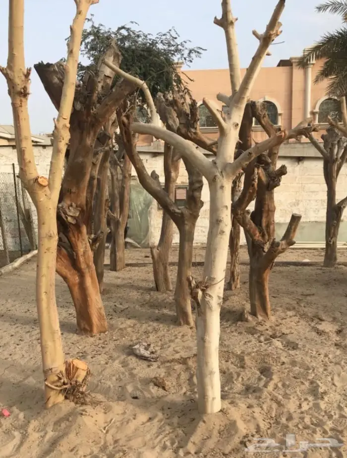 جذوع شجر كامله خام بدون شغل للأعمال الفنيه والديكور والتحف 6