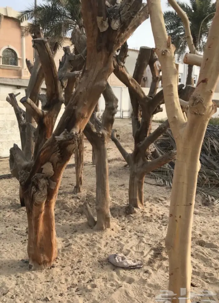 جذوع شجر كامله خام بدون شغل للأعمال الفنيه والديكور والتحف 5