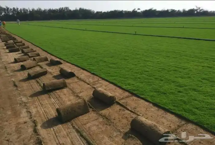 نجيله ثيل طبيعي سي 2000 -   مضمون مياه ابار 1