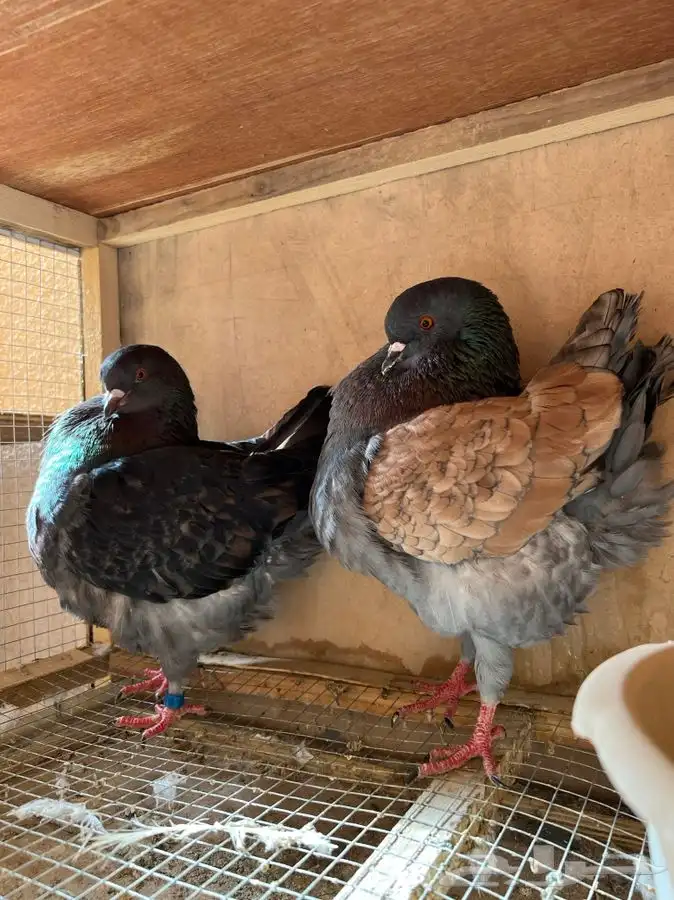 (تم البيع )حد (70)ريال جوز كنق تكويره بطله منتج 0