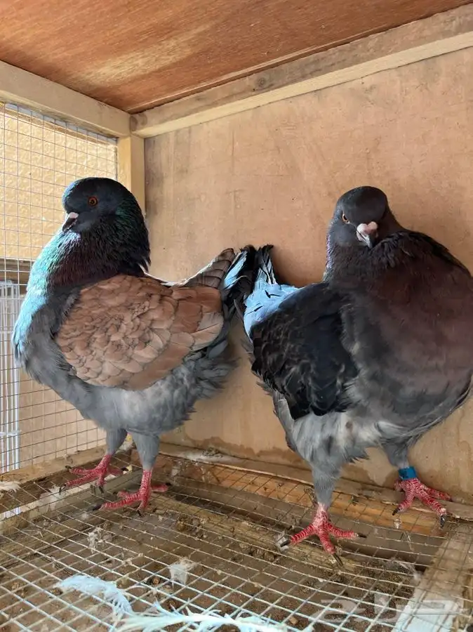 (تم البيع )حد (70)ريال جوز كنق تكويره بطله منتج 1