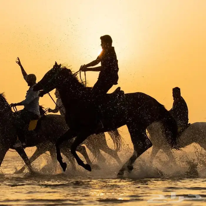 تاجير خيل على البحر جلسات على البحر ايواء رحلات 5