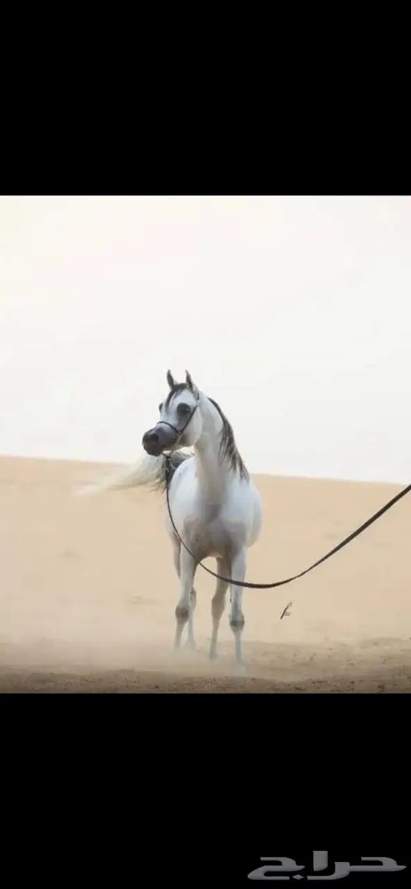 إيواء خيل بسعر مناسب 1