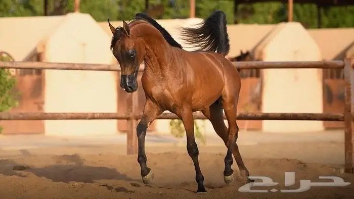 إيواء خيل بسعر مناسب 2