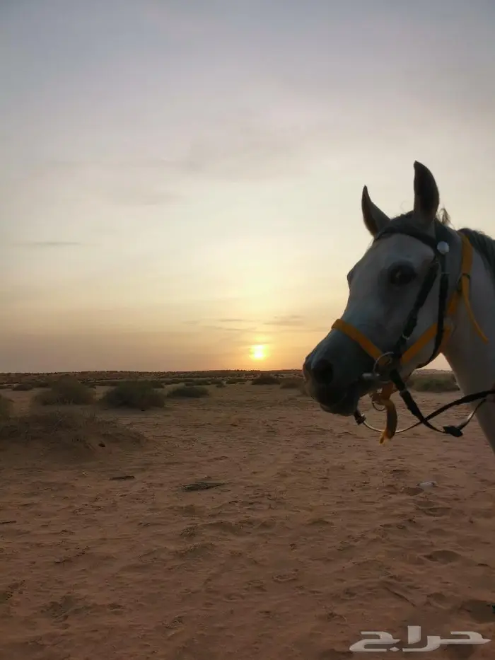إيواء خيل بسعر مناسب 3