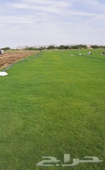 انجيله ثيل C2000 صافي درجه اولى من اجود الانواع 7