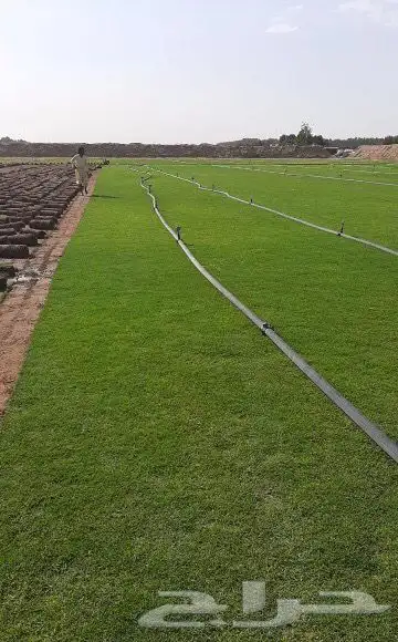 انجيله ثيل C2000 صافي درجه اولى من اجود الانواع 5