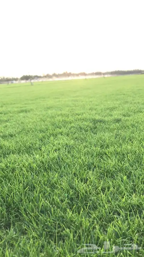 انجيله ثيل C2000 صافي درجه اولى من اجود الانواع 9