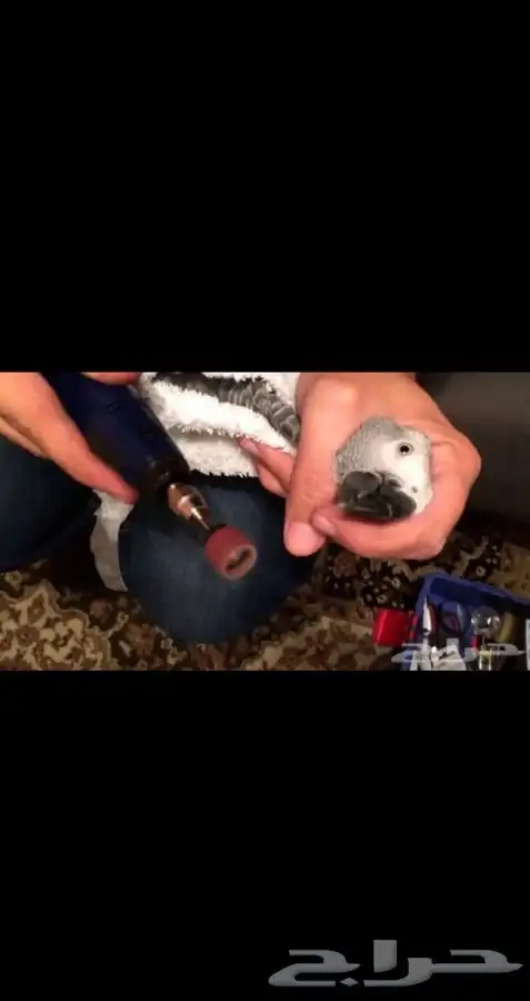 لأول مره زيارات منزليه قص وبرد منقار وريش الطير والاظافر 0