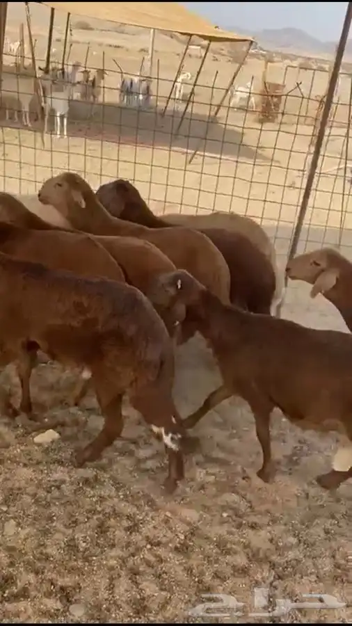 طليان ورخال وسواكن وتيوس بيشية 0