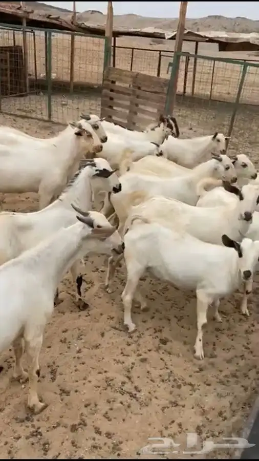 طليان ورخال وسواكن وتيوس بيشية 2